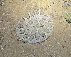 Crotalus atrox