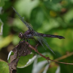 Libellula