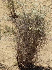 Eriogonum plumatella