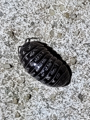 Armadillidium
