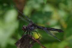 Libellula