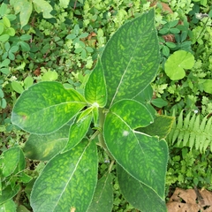 Gesneriaceae