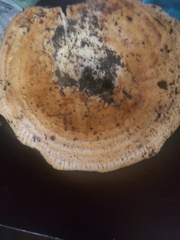 Lactarius psammicola