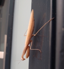 Mantis religiosa
