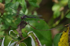 Libellula