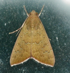 Anomis illita