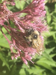 Bombus citrinus