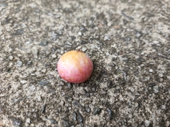 Amphibolips quercusjuglans