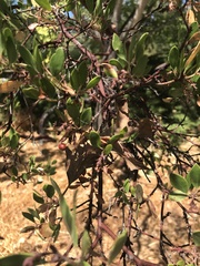 Arctostaphylos manzanita