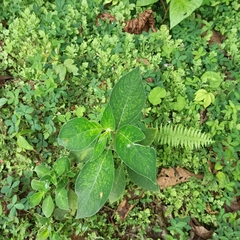 Gesneriaceae