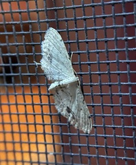 Idaea dimidiata