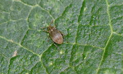 Bruchinae