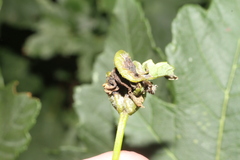 Dasineura irregularis