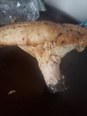 Lactarius psammicola