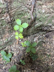 Cornus unalaschkensis