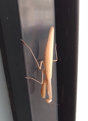 Mantis religiosa