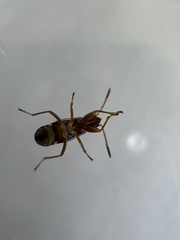 Pseudopachybrachius vinctus