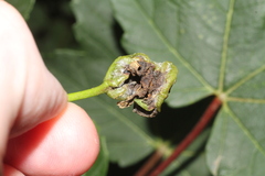 Dasineura irregularis