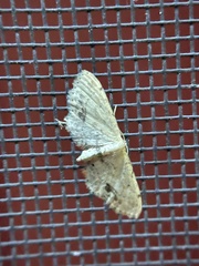 Idaea dimidiata