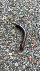 Narceus americanus