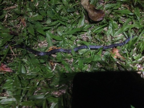 African Banded Snake