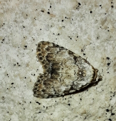 Meganola strigula