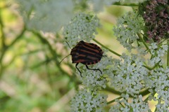 Graphosoma italicum