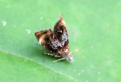 Prochoreutis inflatella