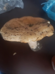 Lactarius psammicola