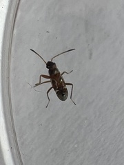 Pseudopachybrachius vinctus