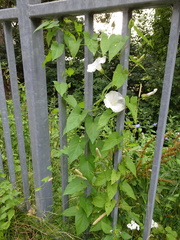 Calystegia sepium