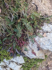 Oxytropis montana