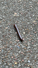 Narceus americanus