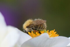 Bombus pascuorum