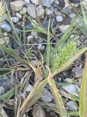 Setaria viridis