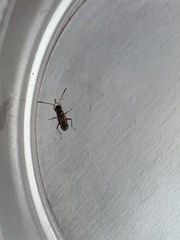 Pseudopachybrachius vinctus