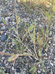 Setaria viridis