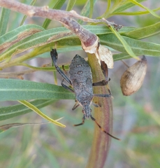 Leptoglossus oppositus