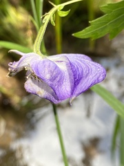 Aconitum uncinatum