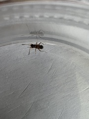 Pseudopachybrachius vinctus