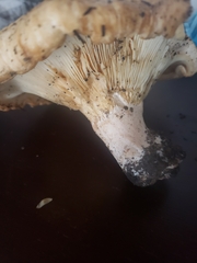 Lactarius psammicola