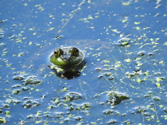 Anura
