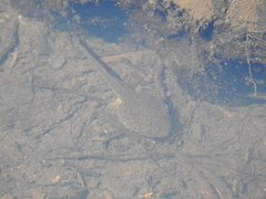 Anura