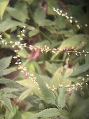 Persicaria virginiana