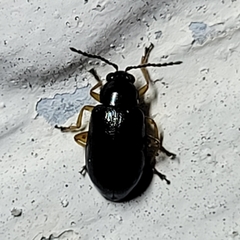 Lysathia ludoviciana