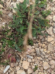 Oxytropis montana