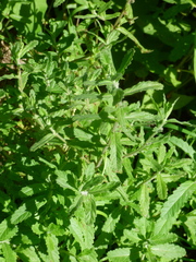 Teucrium scordium