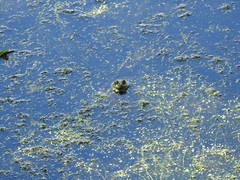 Anura