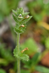 Euphrasia hirtella