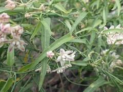 Funastrum heterophyllum